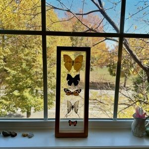 🦋 framed butterfly wall decor